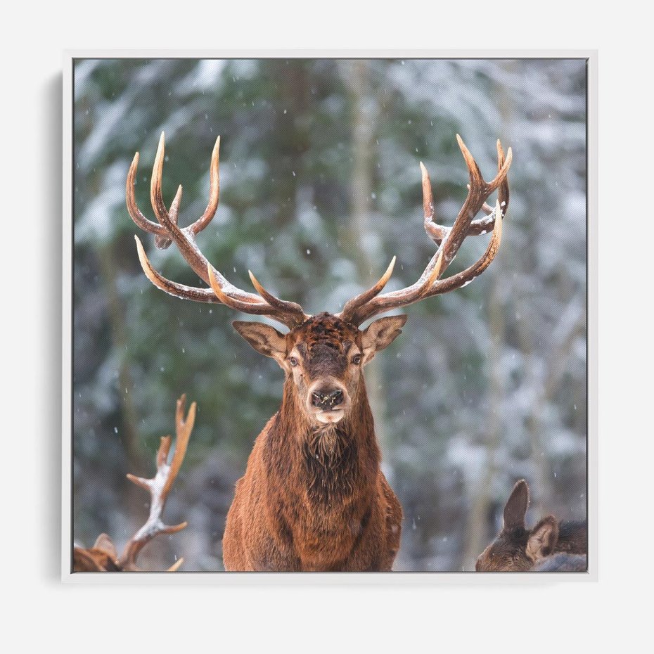 Obraz w ramie 50x50 - Monarcha Zimowej Dziczy - jeleń, zima - rama biała