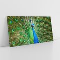 Obraz na płótnie 120x60 - Wspaniałość pawich piór - paw, pióra