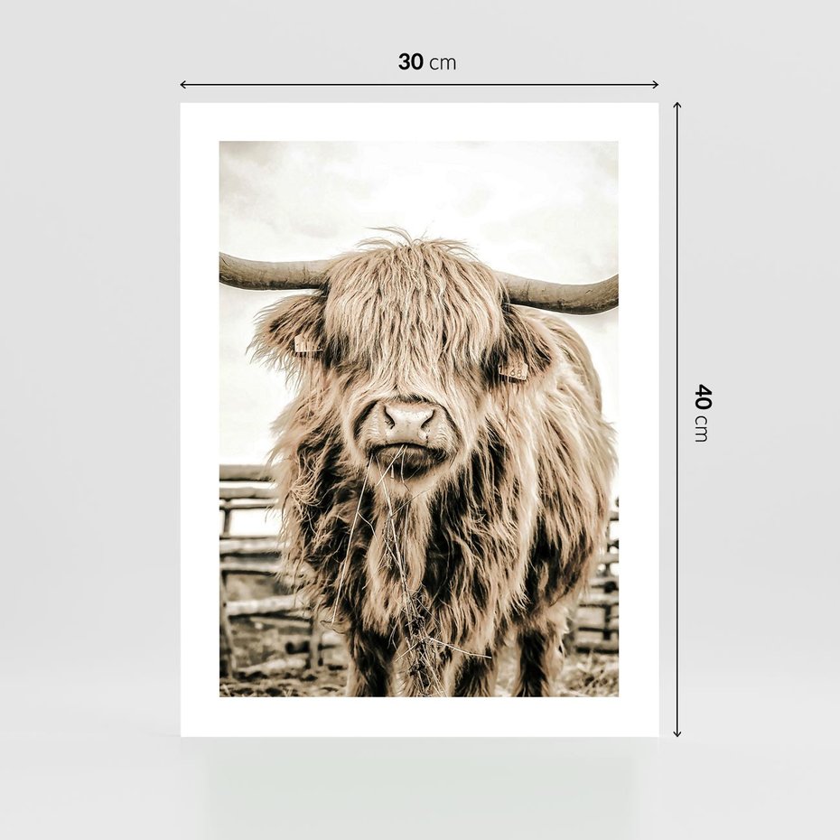 Plakat bez ramy 30x40 - Klimat Wiejskiego Życia - amerykańska krowa, byk