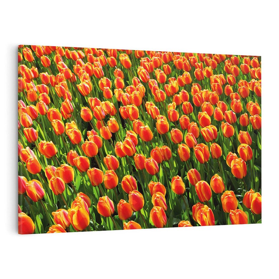 Obraz na płótnie 100x70 - Urok tulipanów piękno kwiatów - tulipany, kwiaty