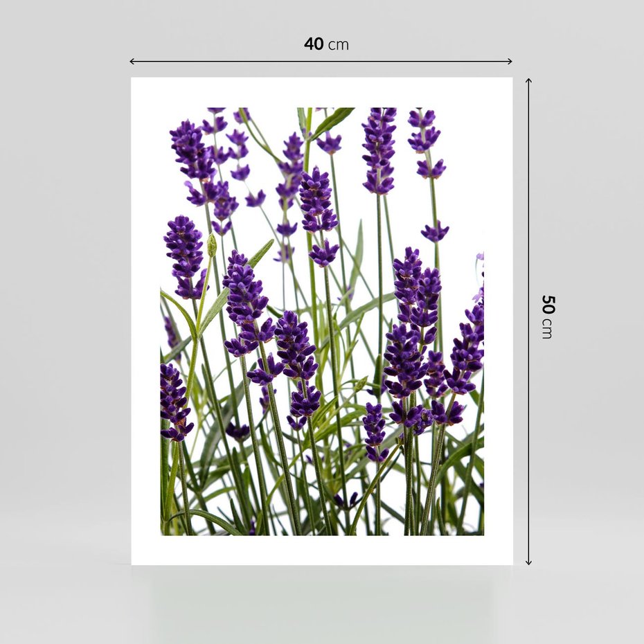 Plakat bez ramy 40x50 - Fioletowa harmonia lawendy - lawenda, fiolet