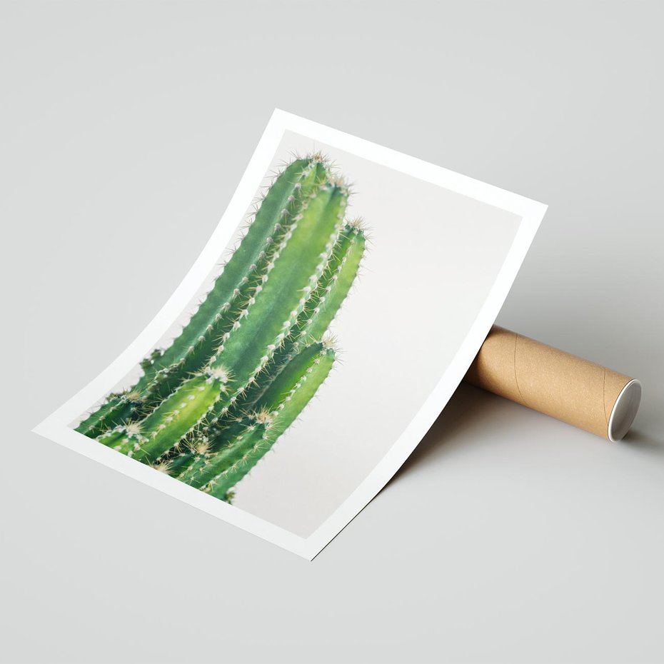 Plakat bez ramy 40x50 - Minimalistyczne Kaktusy na Białym Tle - kaktusy, minimalistyczna fotografia