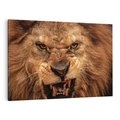 Obraz na płótnie 100x70 - Władca Sawanny - lew, sawanna