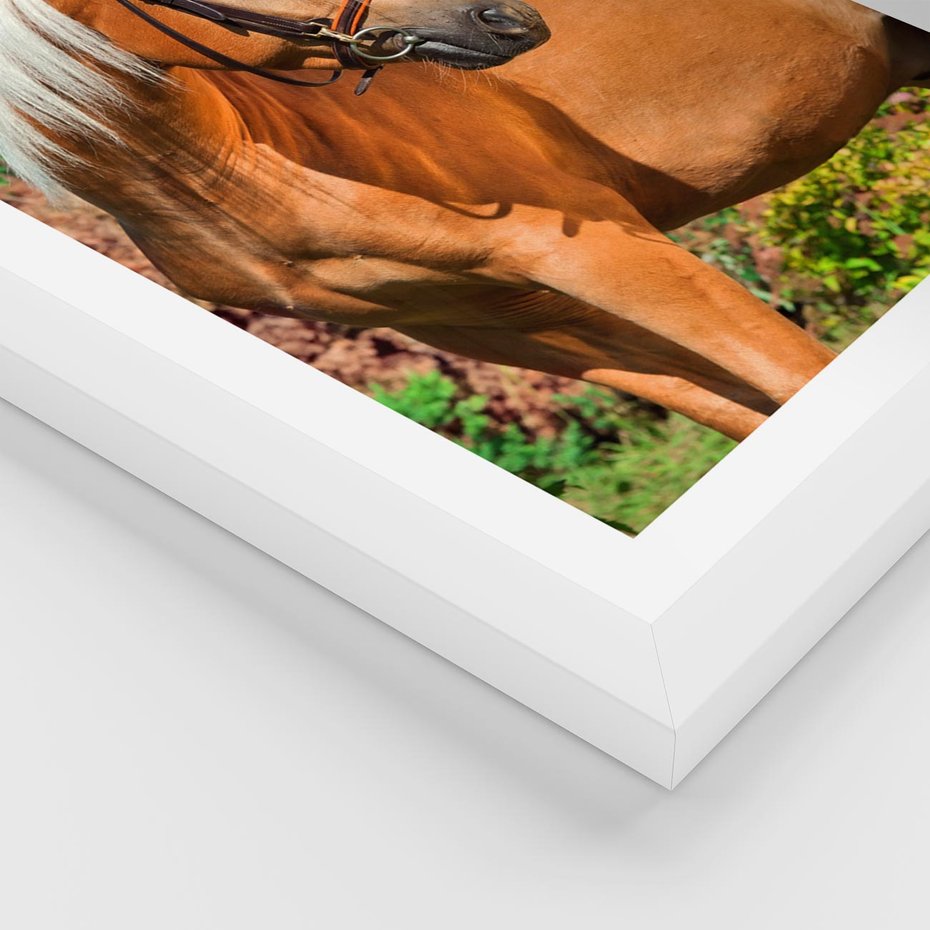 Plakat w ramie 30x40 - Elegancki wierzchowiec - koń, portret - rama biała