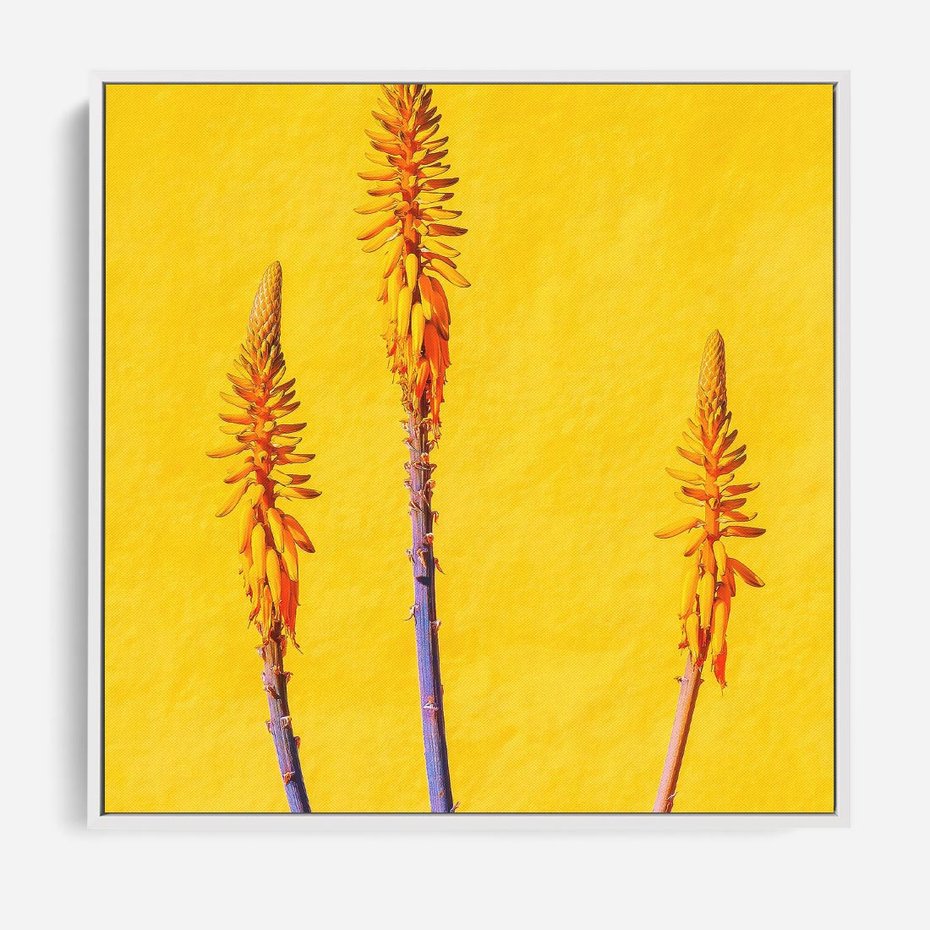 Obraz w ramie 50x50 - Radość Natury - kolor, kwiaty - rama biała