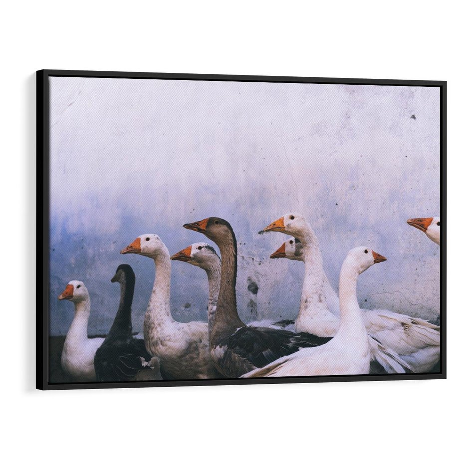 Obraz w ramie 100x70 - Spotkanie Wśród Piór - uchwycony moment, fotografia - rama czarna