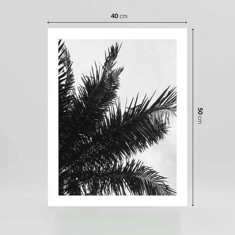 Plakat bez ramy 40x50 - Czas Zapomnienia - palmy, czarno biała fotografia
