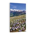Obraz na płótnie 70x100 - Wiosenne Czarowanie - krokusy, góry