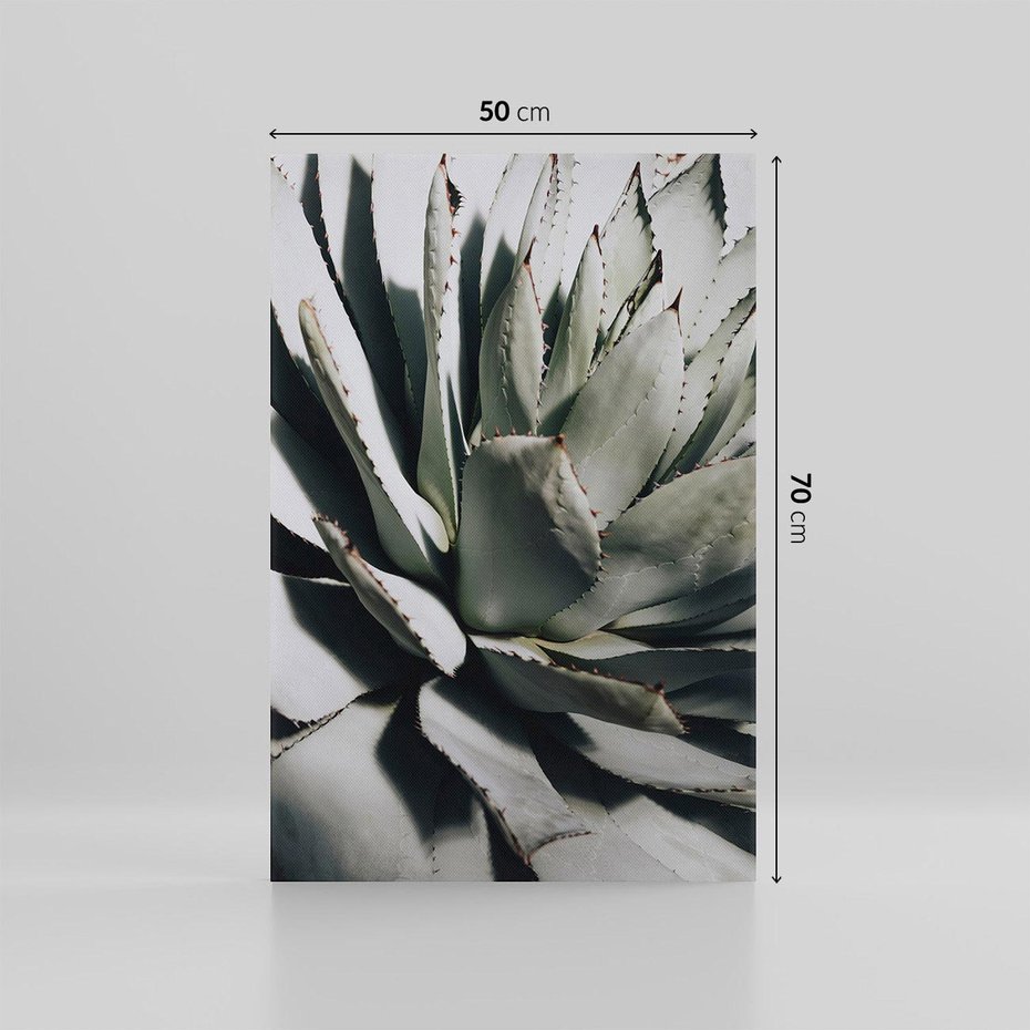 Obraz na płótnie 50x70 - Sukulenty wśród kaktusów - sukulenty, kaktusy