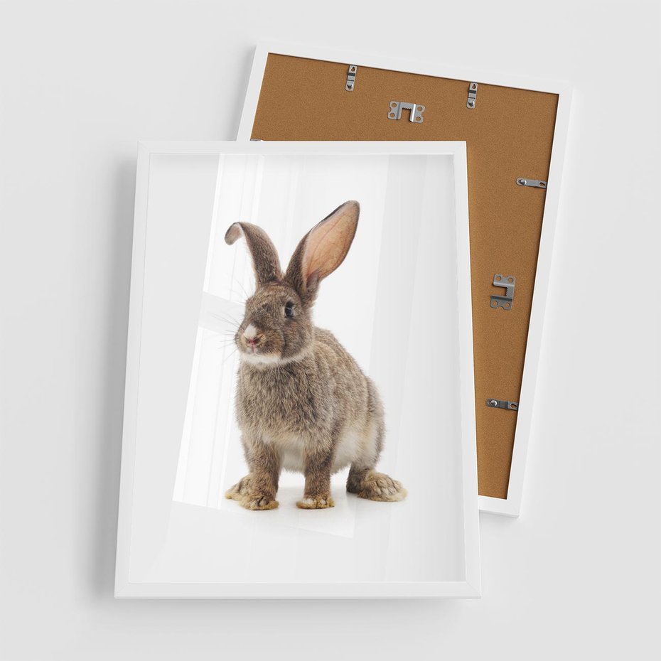 Plakat w ramie 50x70 - Delikatna Zwierzęca Uroda - królik, zwierzę - rama biała