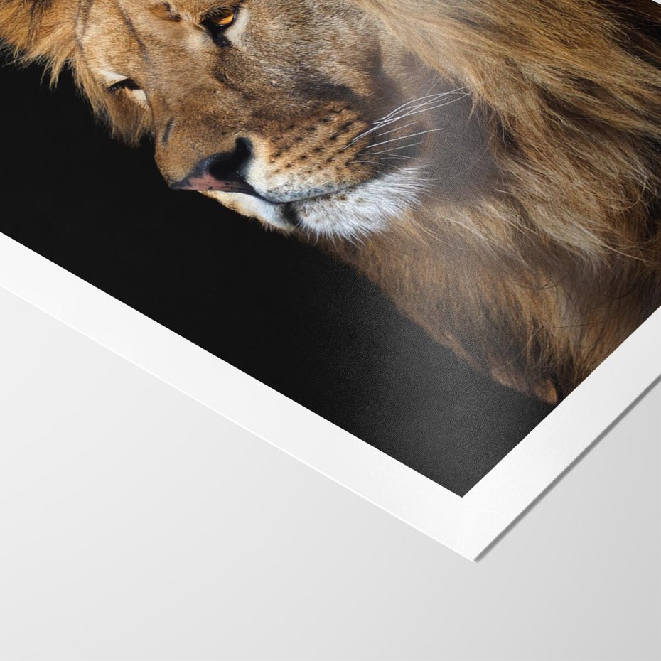 Plakat bez ramy 30x40 - Władca Dzikiej Przyrody - lew, król