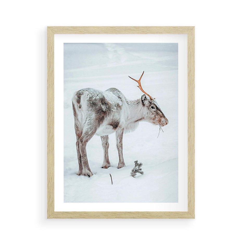 Plakat w ramie 50x70 - Magia Świąt - renifer na śniegu, śnieg - rama drewno
