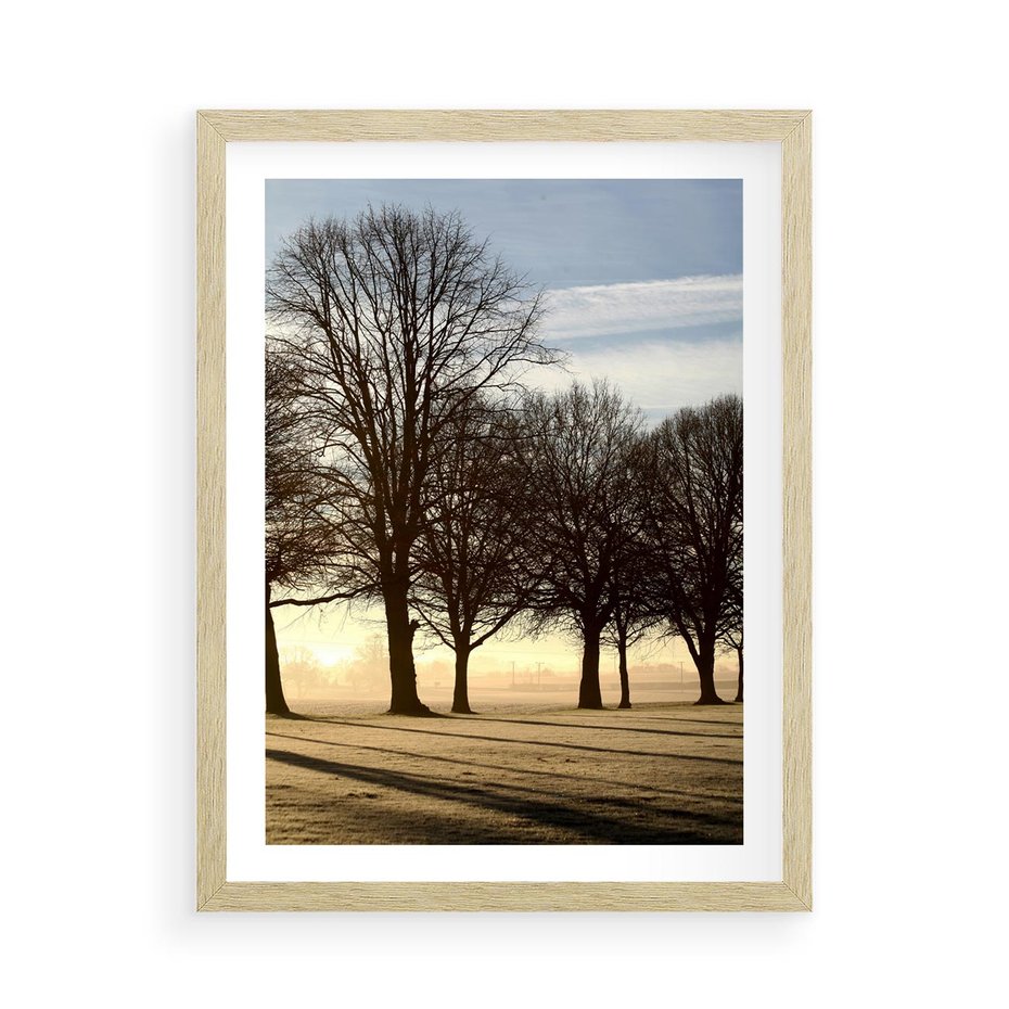 Plakat w ramie 50x70 - Siła natury - drzewa, pole - rama drewno