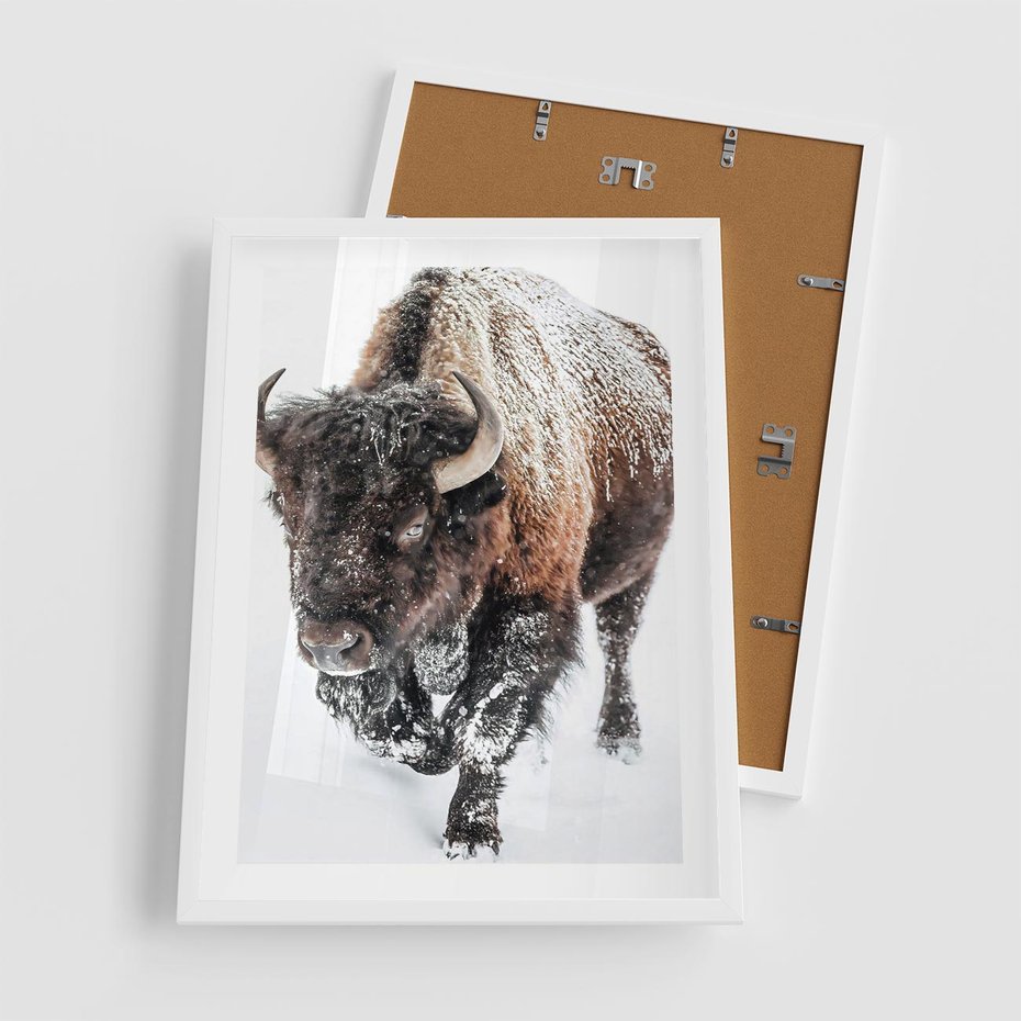 Plakat w ramie 50x70 - Zimowy Władca Puszczy - żubr, bizon - rama biała