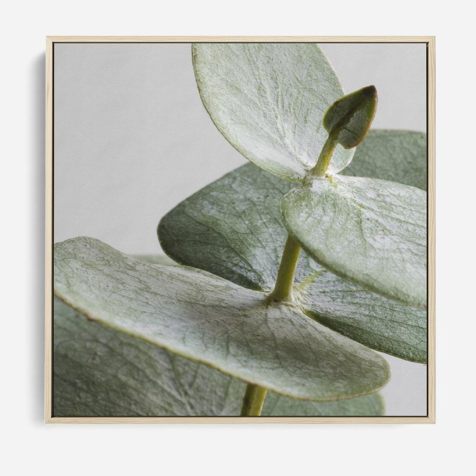 Obraz w ramie 80x80 - Eukaliptusowa zieleń - eukaliptus, zielone - rama drewno