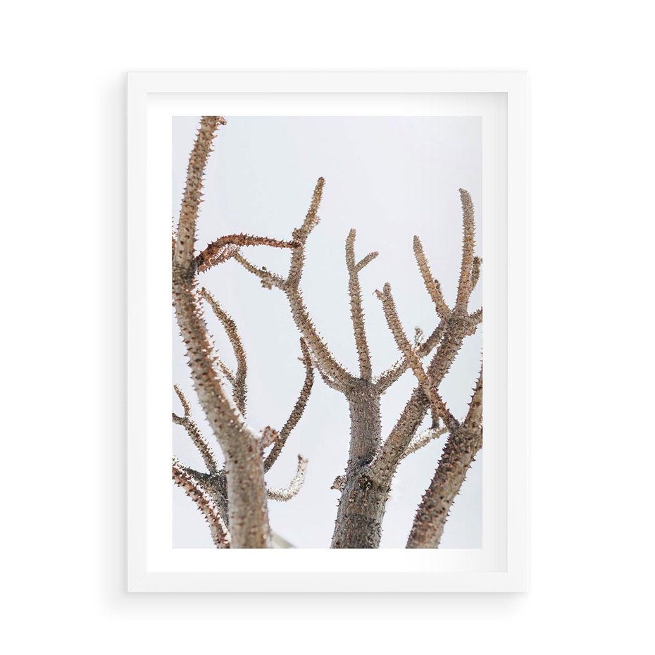 Plakat w ramie 50x70 - Pustynna Harmonia Gałęzi - pustynna roślina, suche gałęzie - rama biała