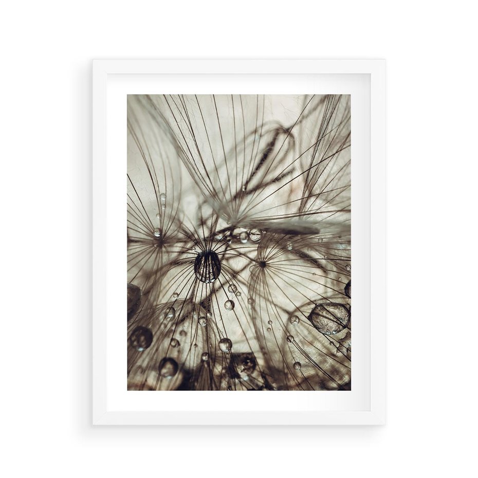 Plakat w ramie 40x50 - Lekkie dmuchawce - dmuchawce, krople - rama biała