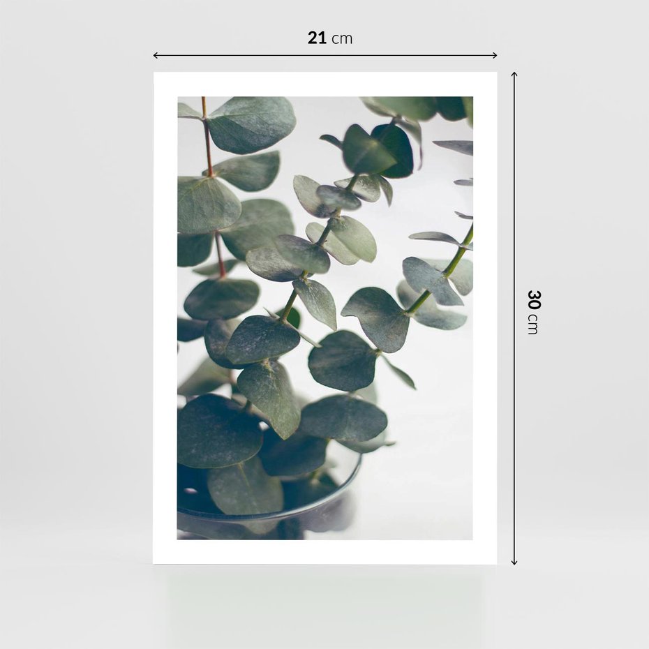 Plakat bez ramy 21x30 - ukaliptusowa Harmonia - liście eukaliptusa