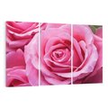 Obraz na płótnie 120x80 - Róża Wspaniałości - róża, kwiat
