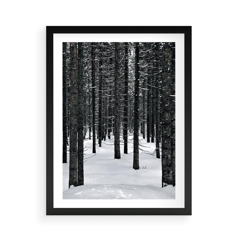 Plakat w ramie 50x70 - Zimowe Drzewa: Śnieg na Pniach - drzew w zimi, pnie drzew - rama czarna