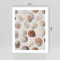 Plakat bez ramy 40x50 - Morska Delikatność: Muszelki na Białym Tle - kompozycja, morskie muszelki na białym tle