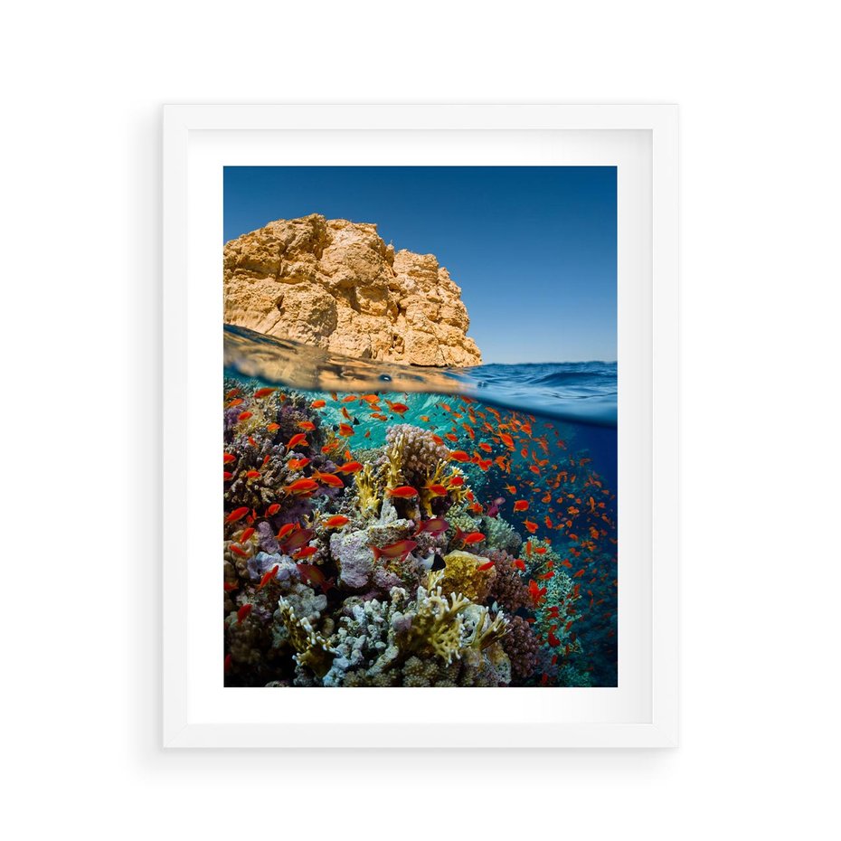 Plakat w ramie 40x50 - Rafa koralowa w oceanie - rafa, koralowa - rama biała