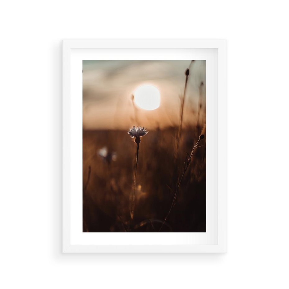Plakat w ramie 30x40 - Spokój łąki pod zachodem słońca - zachód, słońca - rama biała