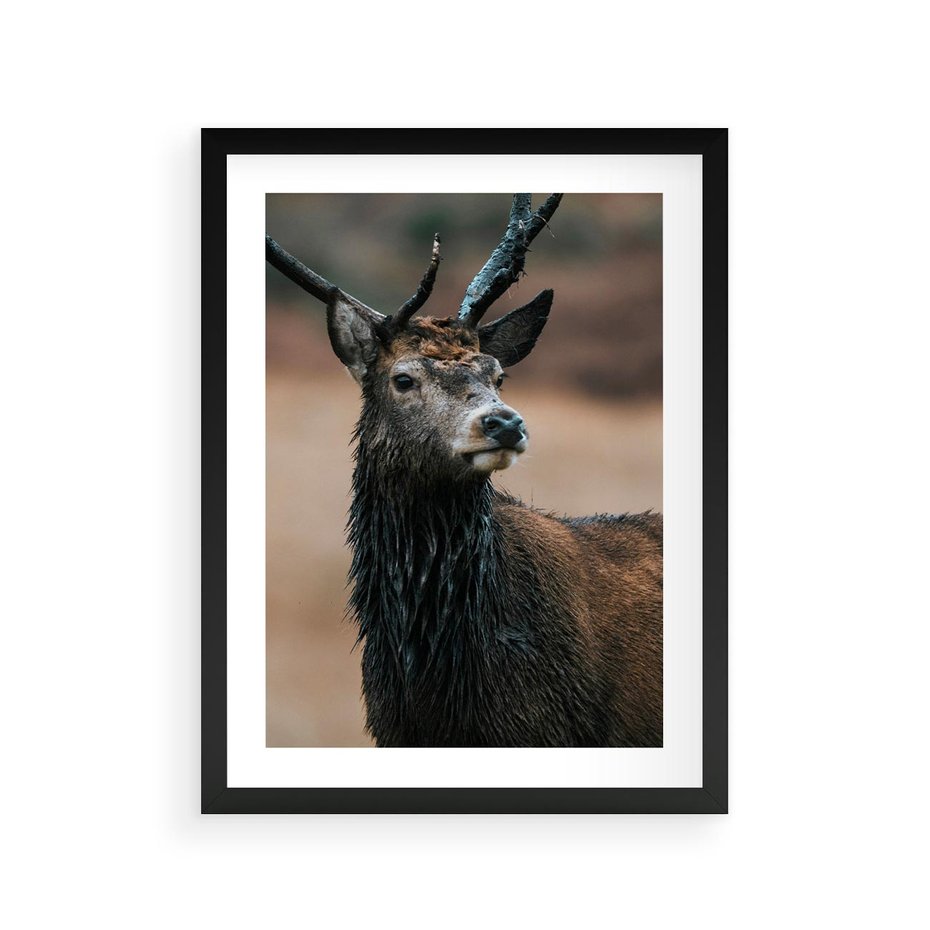 Plakat w ramie 30x40 - Spokojny jeleń - jeleń, las - rama czarna