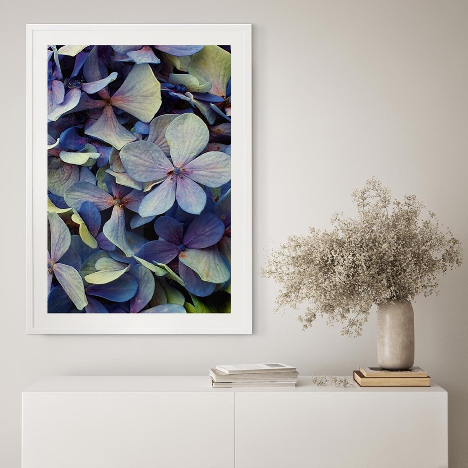 Plakat bez ramy 21x30 - Hortensja - delikatność kwiatów - hortensja, kwiaty