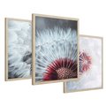 Zestaw obrazy w ramie 50x70 galeria - Dmuchawiec, makro, nowoczesny, styl - rama drewno