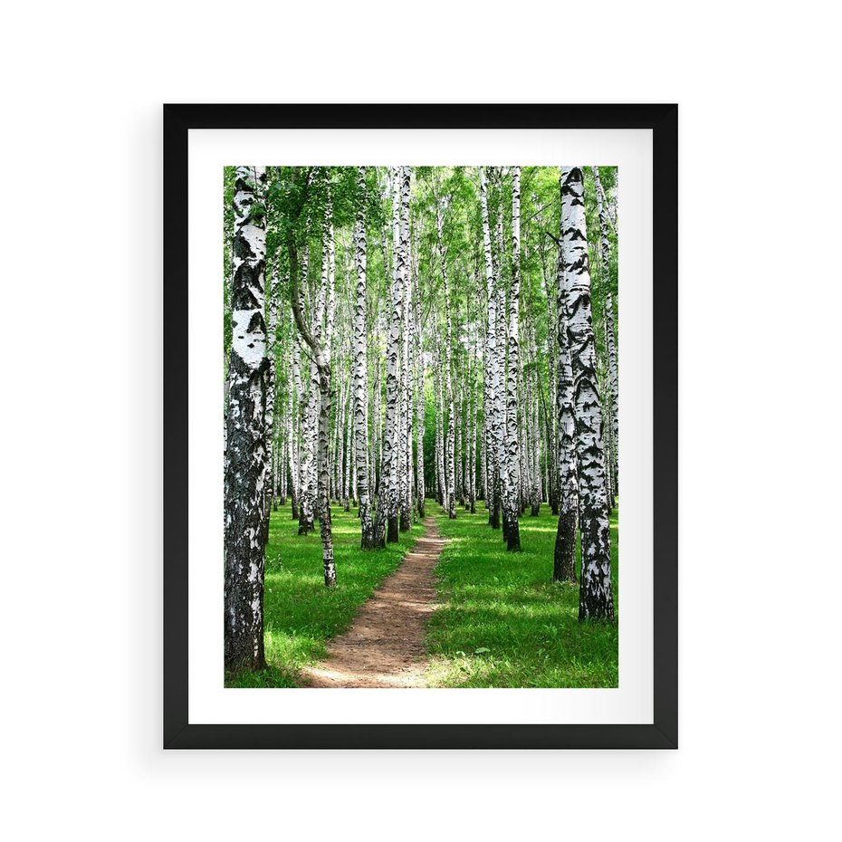 Plakat w ramie 40x50 - Bajkowy las pełen brzóz - las, brzozy - rama czarna