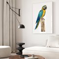 Plakat bez ramy 30x40 - Kolorowa papuga w locie - papuga, ptak