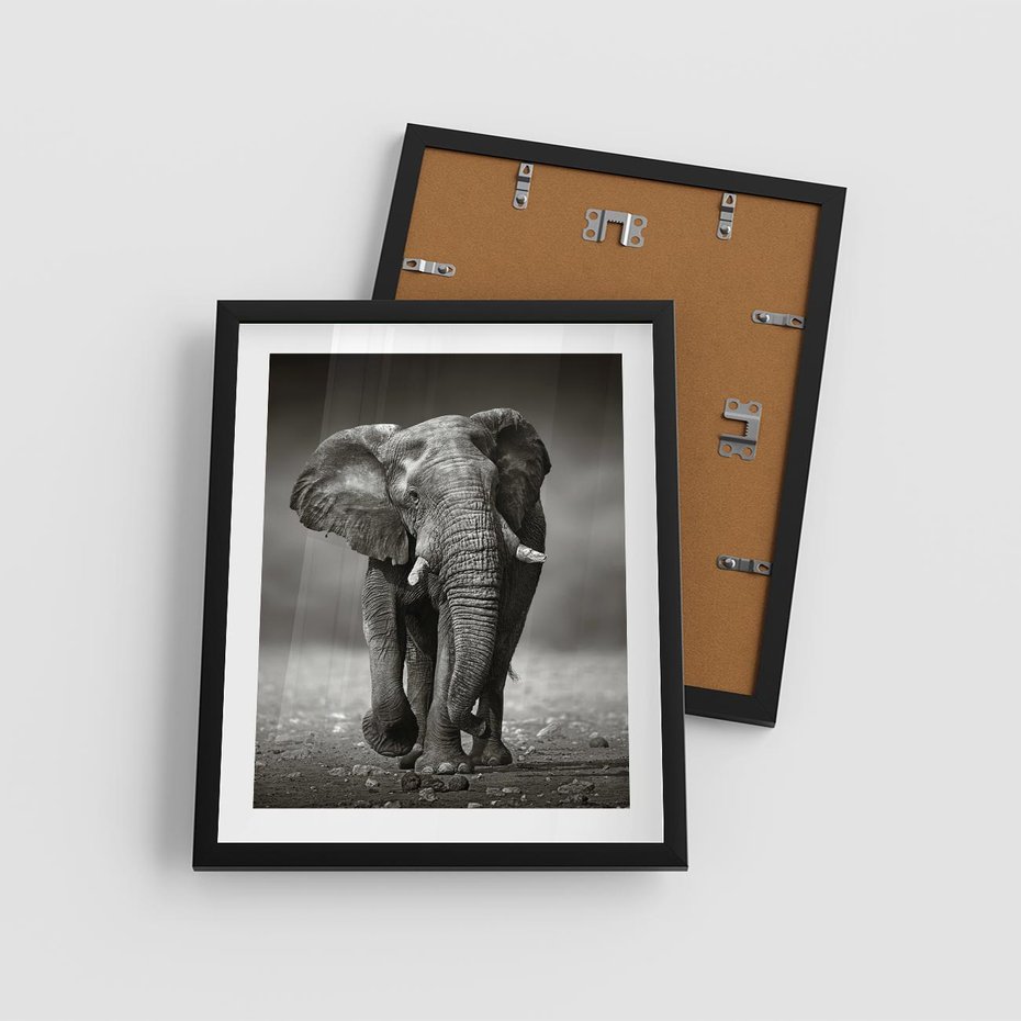 Plakat w ramie 40x50 - Majestatyczny słoń Afryki - słoń, Afryka - rama czarna