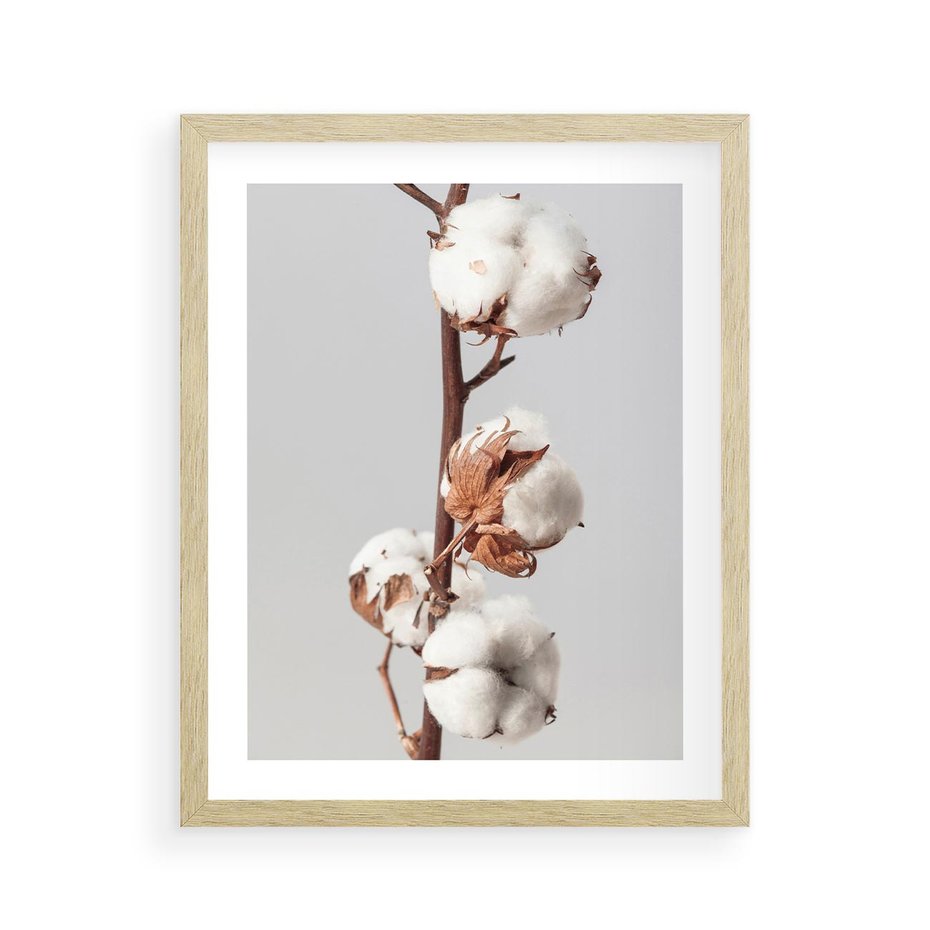 Plakat w ramie 40x50 - Spokojna Gałązka Bawełny - gałązka bawełny, prosta spokojna fotografia - rama drewno