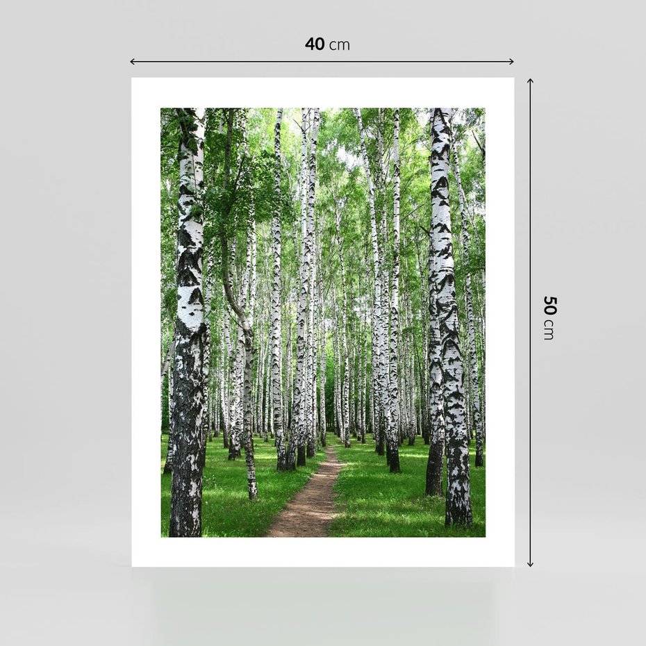 Plakat bez ramy 40x50 - Magia lasu pełnego brzóz - las, brzozy