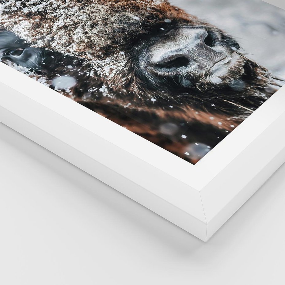 Plakat w ramie 30x40 - Żubr w Krainie Śniegu - żubr, zima - rama biała