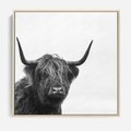 Obraz w ramie 50x50 - Moc i Spokój - amerykańskie bydło, byk - rama drewno