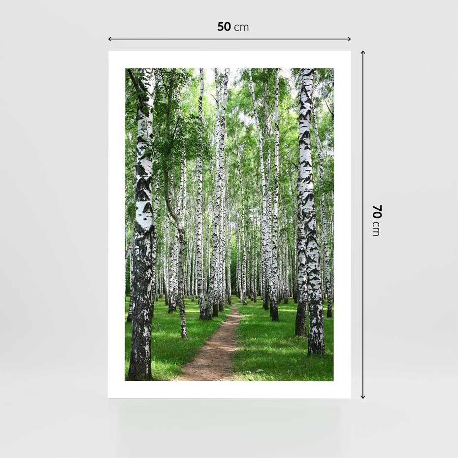 Plakat bez ramy 50x70 - Magia lasu pełnego brzóz - las, brzozy