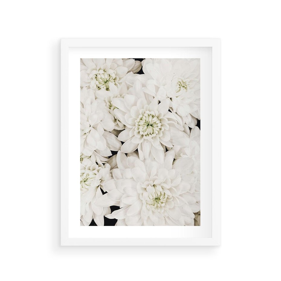 Plakat w ramie 30x40 - Białe Kwiaty: Płatki Delikatności - białe kwiaty, zbliżenie - rama biała
