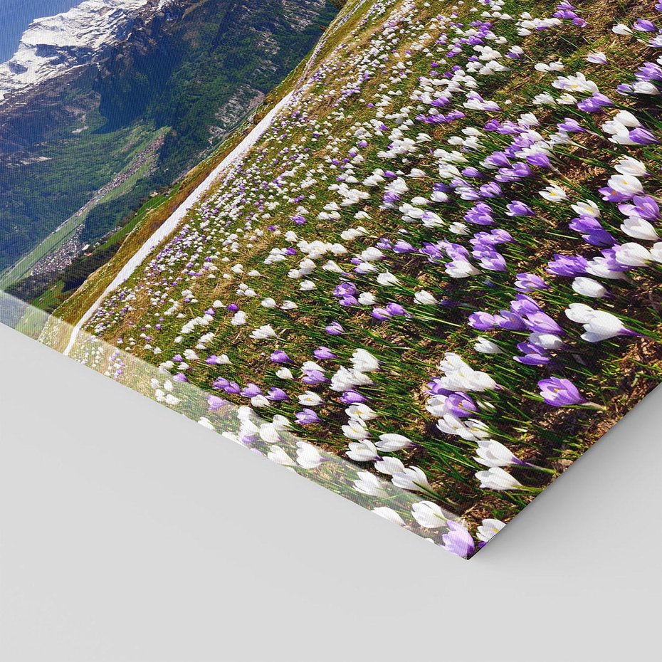 Obraz na płótnie 40x40 - Wiosenne Czarowanie - krokusy, góry