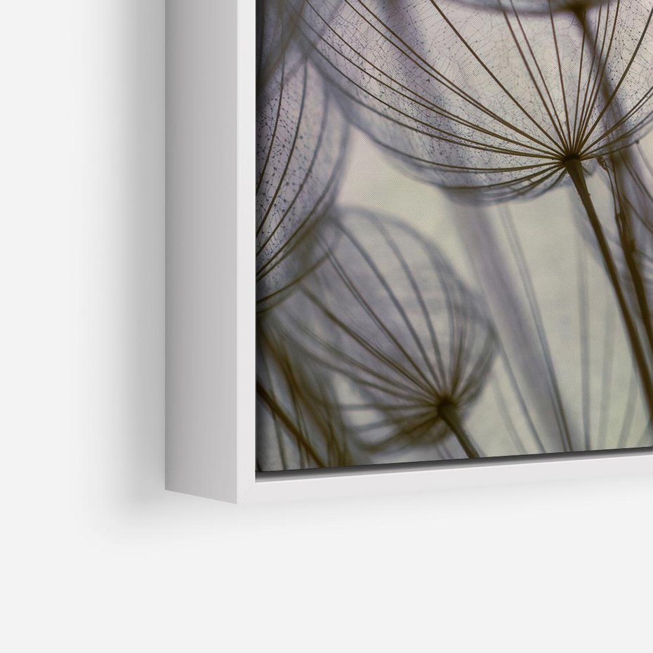 Obraz w ramie 80x80 - Makro dmuchawiec - piękno drobnych detali - dmuchawce, makro - rama biała