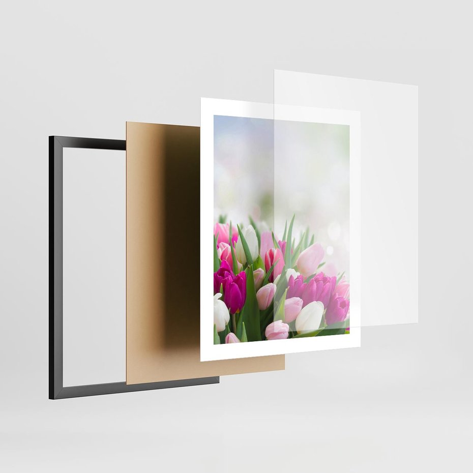 Plakat w ramie 40x50 - Tulipany w pełnym rozkwicie - tulipany, kwiaty - rama czarna