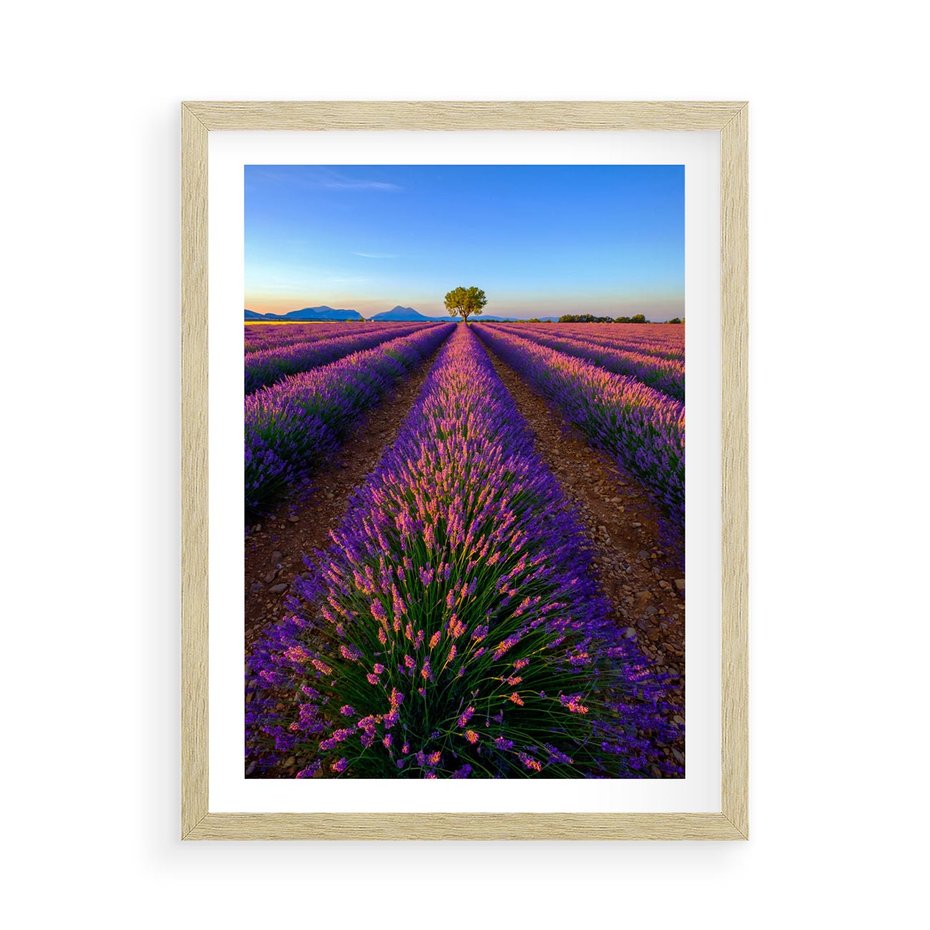 Plakat w ramie 50x70 - Fioletowa Magia - pole, lawendy - rama drewno