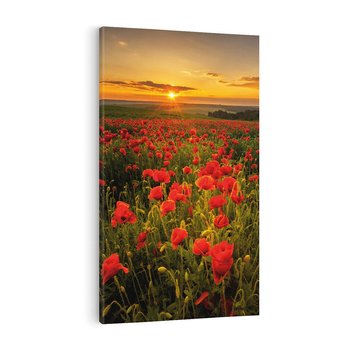 Obraz na płótnie 50x70 - Maki przy zachodzie słońca - maki, zachód