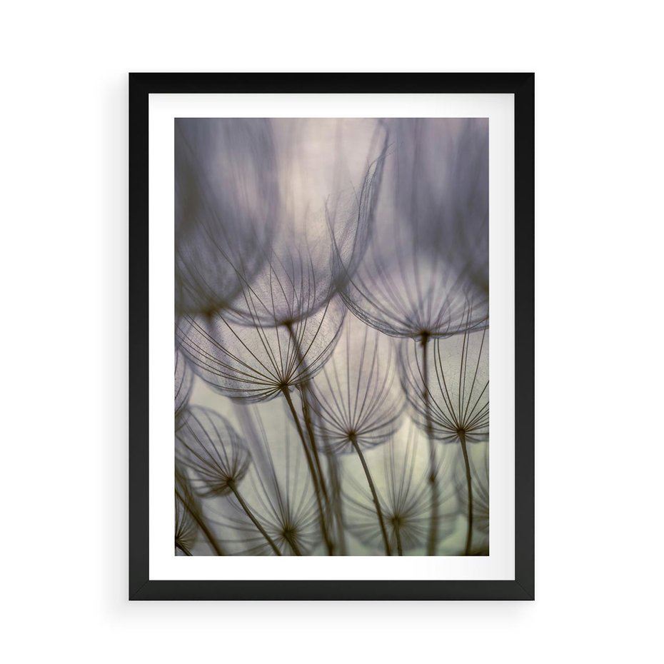 Plakat w ramie 50x70 - Makro dmuchawiec - piękno drobnych detali - dmuchawce, makro - rama czarna