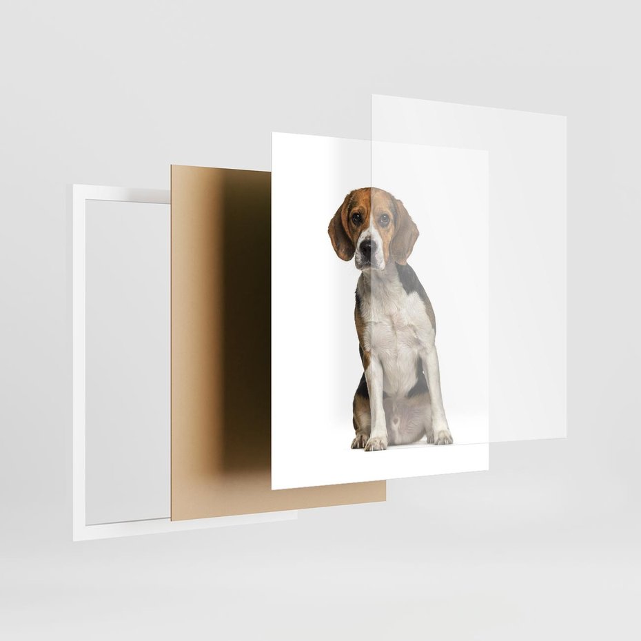 Plakat w ramie 40x50 - Wierność i radość - pies, piesek - rama biała