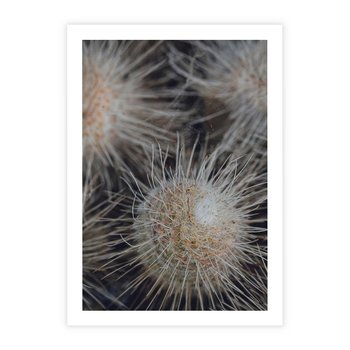 Plakat bez ramy 21x30 - Ulotna Piękność Natury - makro, dmuchawce