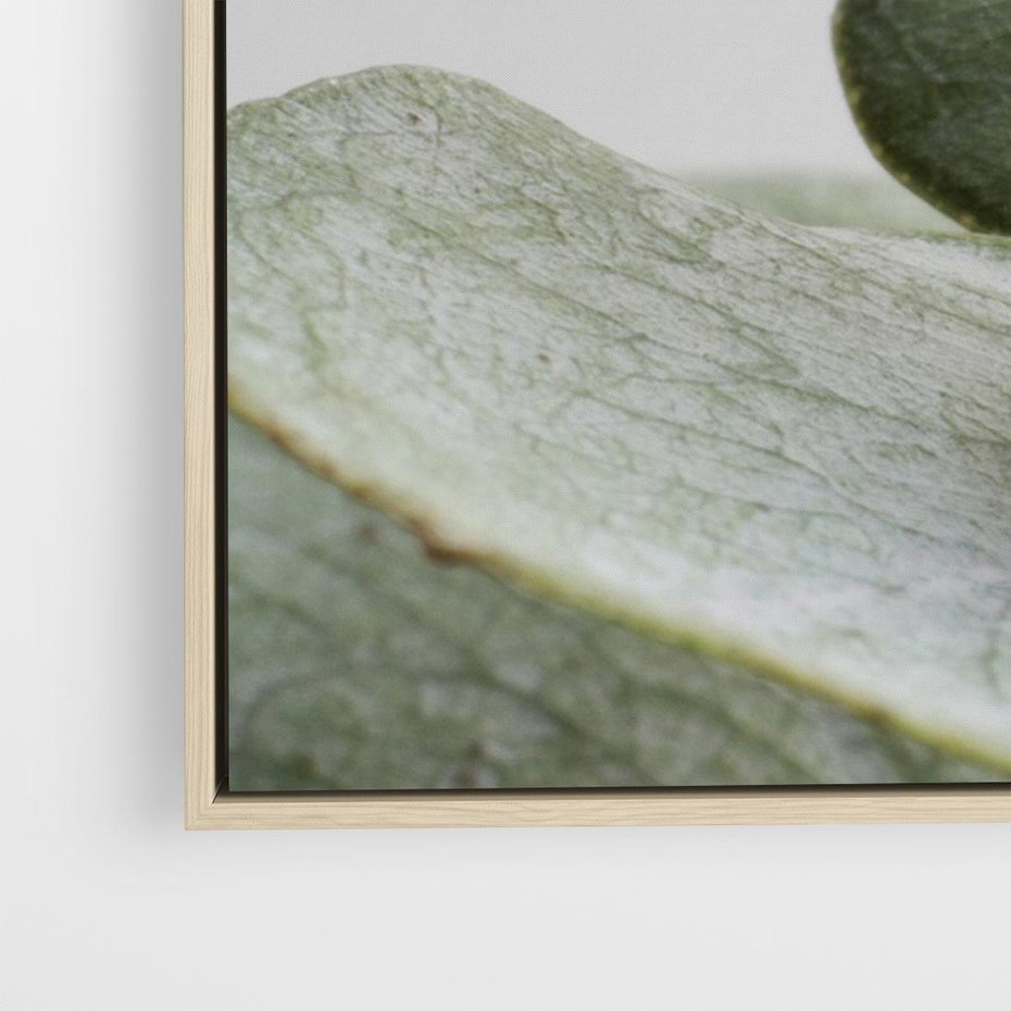 Obraz w ramie 120x80 - Eukaliptusowa zieleń - eukaliptus, zielone - rama drewno