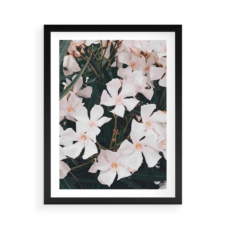 Plakat w ramie 50x70 - Egzotyczna Uroda - białe kwiaty, tropikalne kwiaty - rama czarna