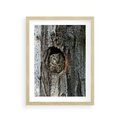 Plakat w ramie 30x40 - Tajemniczy W świecie Nocy - sowa, dziupla - rama drewno